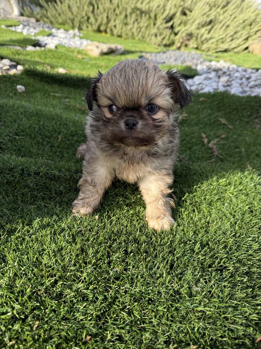 Piquenes maravilhoso  exelente linhagem