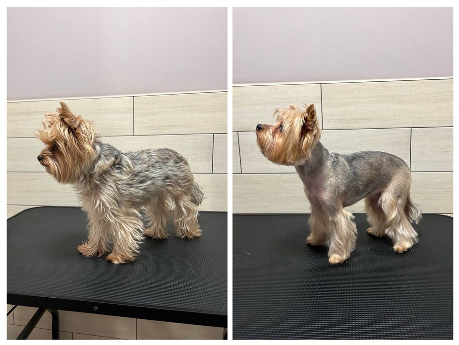 Перетримка домашніх тварин (ЗООГОТЕЛЬ) та послуги ГРУМІНГУ