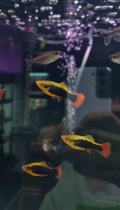 Zmienniak wielobarwny (HAWAII) (platka)