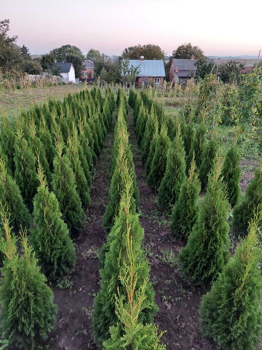 Туя Смарагд колоновидна висотою 1-1,8м - пишні, підживлені