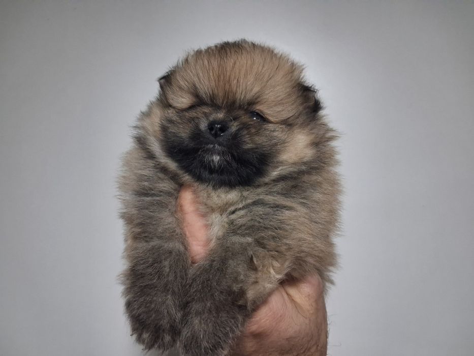 Spitz anão macho lop e afixo ,lulu da pomereania