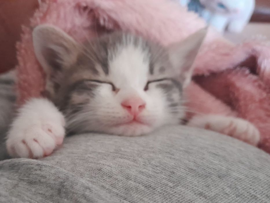 Doação de gatinho