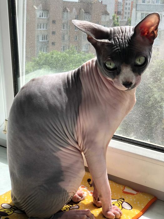 кіт, сфінкс, самець, 5 років, Тернопіль