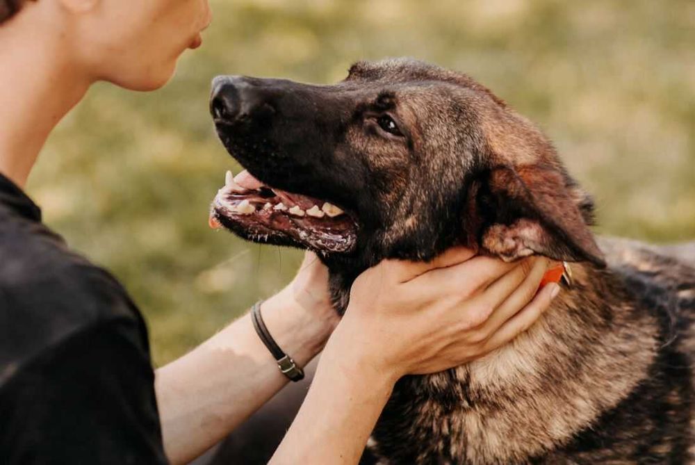 Aktywny, mądry i czujny Monte poleca się do adopcji!!!