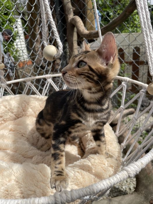 Exemplar gatos bengal