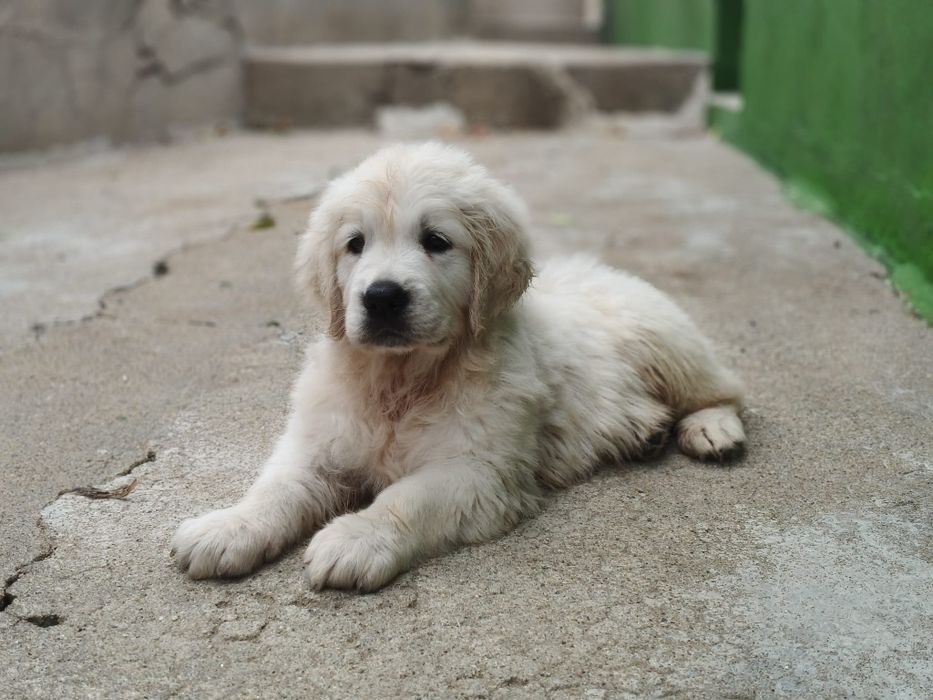 Golden Retriever fêmea