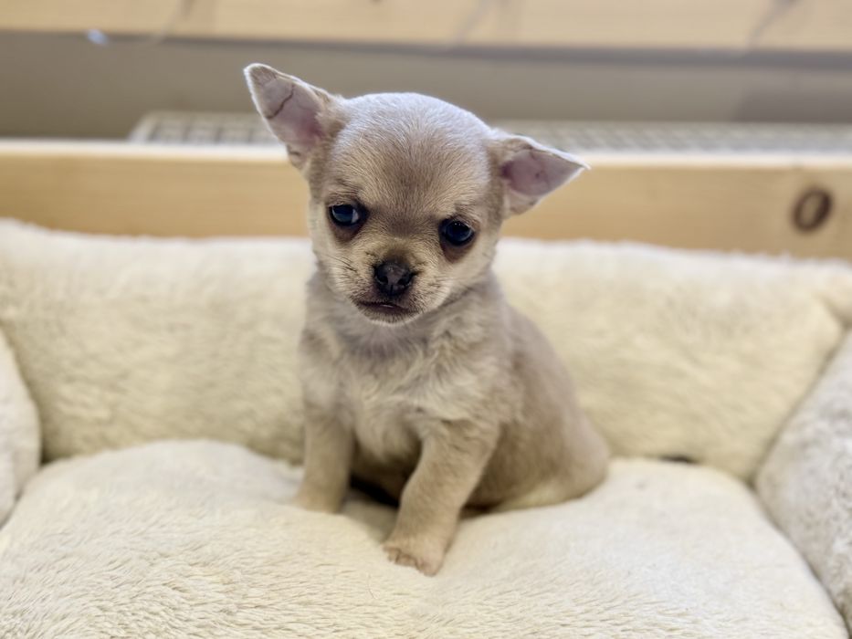 Liliowy chłopiec krótkowłosy chihuahua FCI