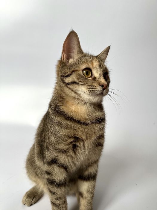 Котёнок кошка полгода