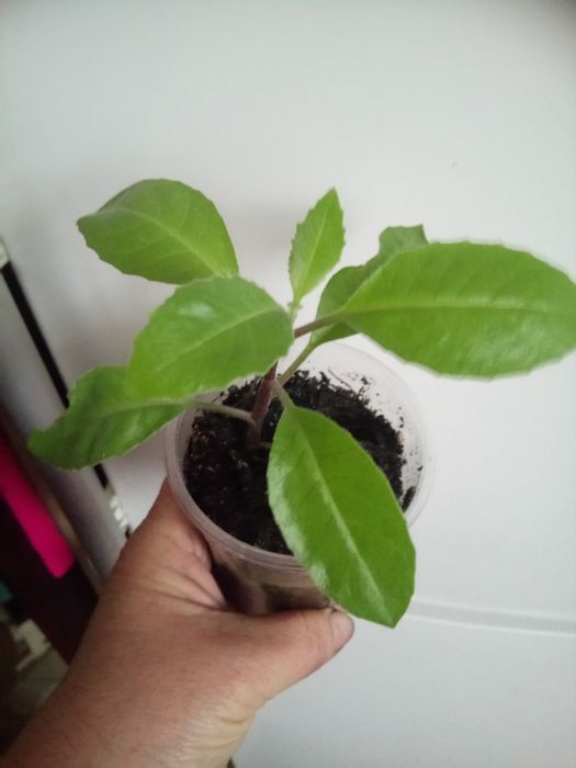 Джинура або листя Бога