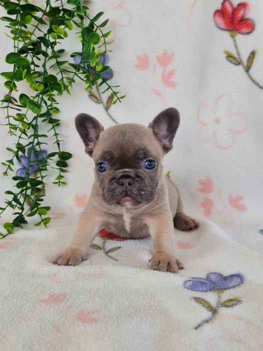 Excelente menina Bulldog Frances de Qualidade