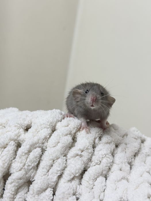 Ексклюзивні малючки