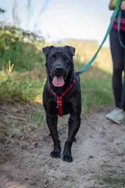 Posłuszny Salwi szuka domku