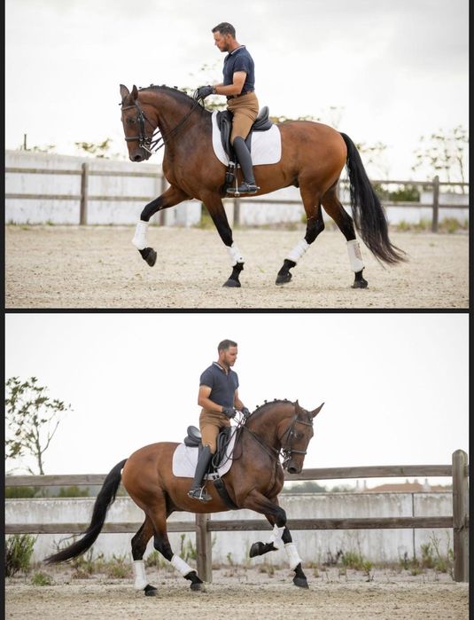 Incenso AR Puro Sangue Lusitano