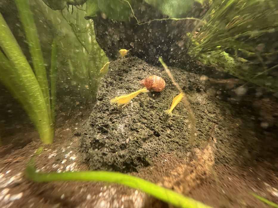 Camarões neocaridinas amarelos