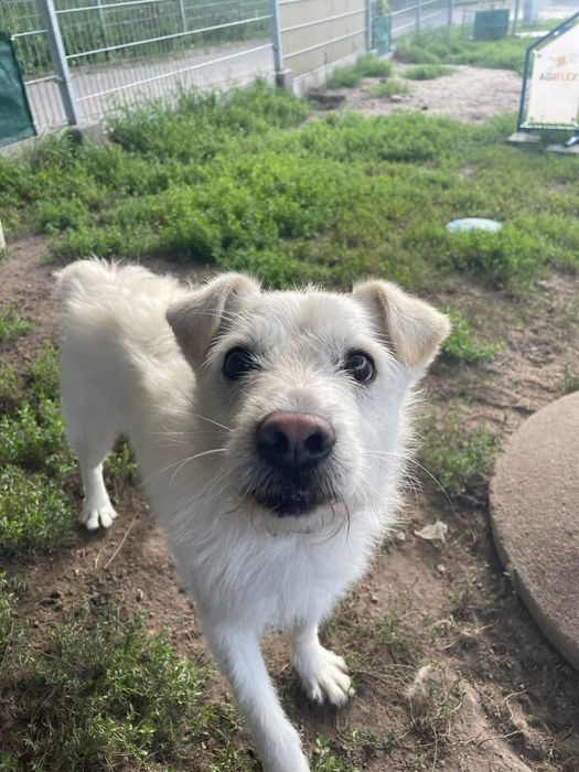 Śnieżnobiały Bentley szuka domu!