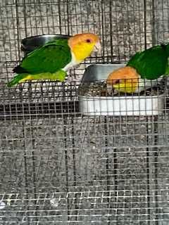 Marianinhas - Pionites