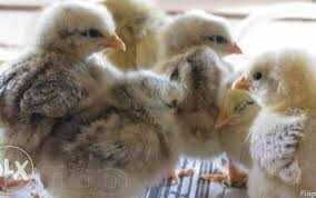 Продам інкубаційне яйце Декалб Браун.