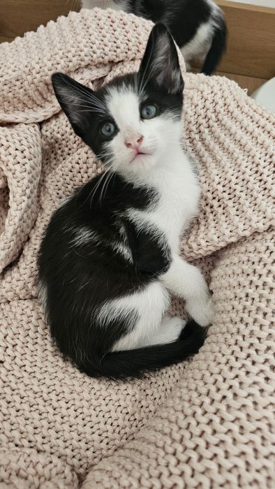 Gatinhos bebés adoção responsável