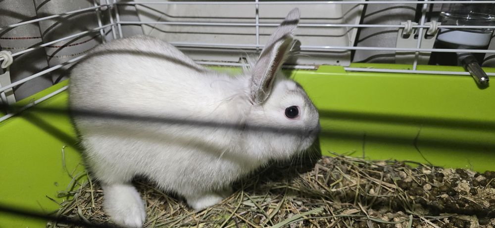 Карликовий кролик, молодий, ручний