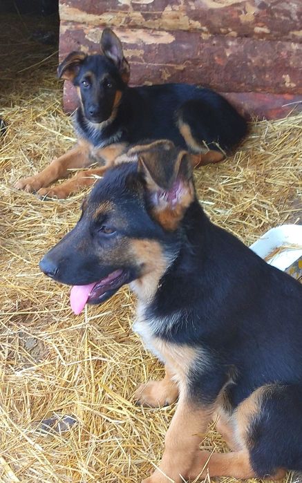 Девочка три мес.