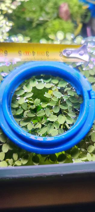 Salvinia Auriculata roślina pływająca