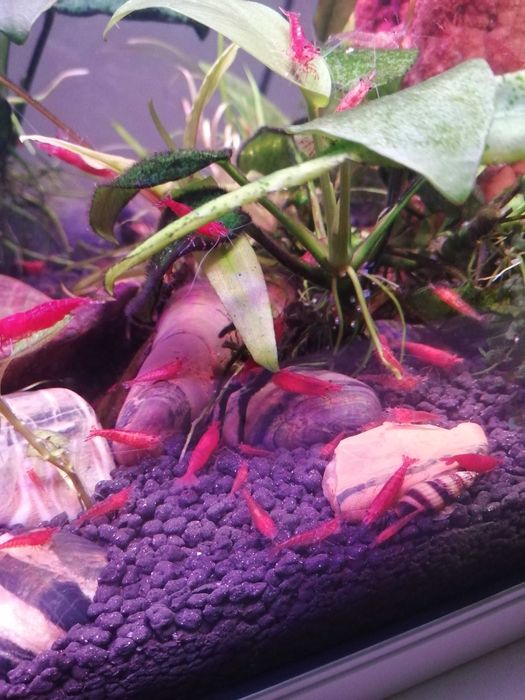 krewetki akwariowe czerwone duże zdrowe piękne