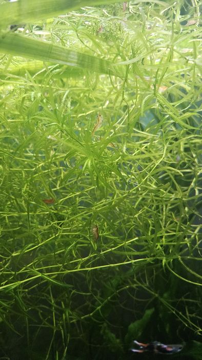 Plantas  de aquário