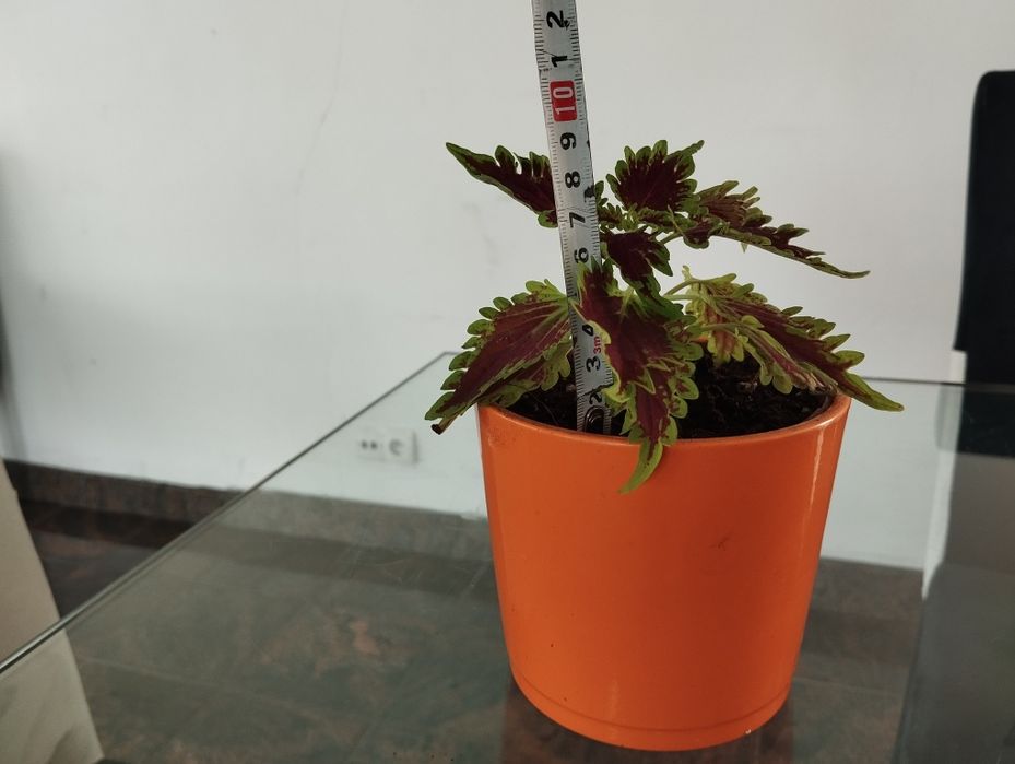 Solenostemon pokrzywa ozdobna