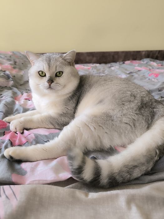 Шотландський прямовухий кіт в'язка