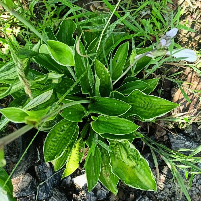 Funkia , hosta ze zdjęć 2 sztuki