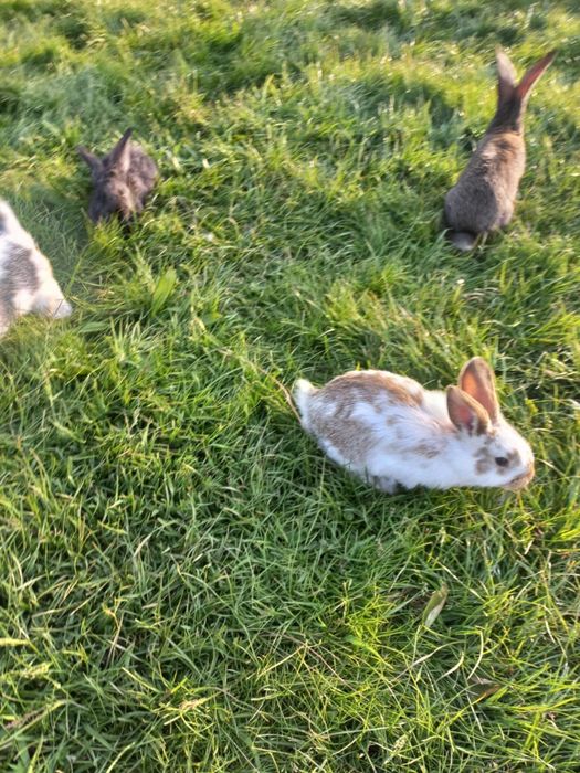 Sprzedam króliczki.