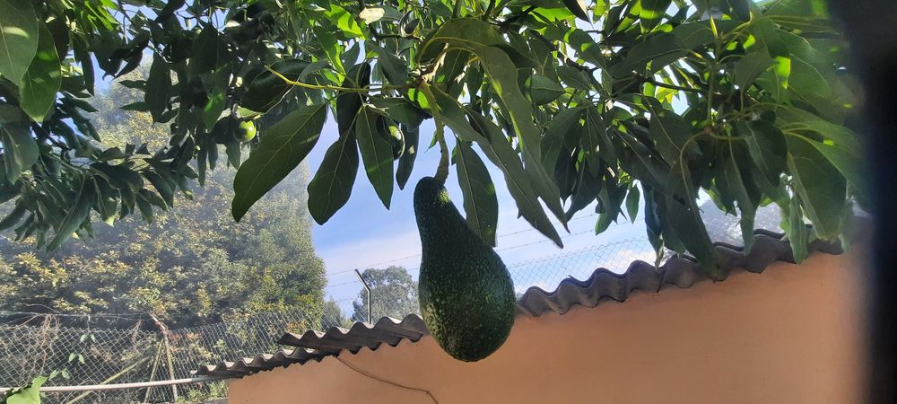 Pêra Abacate Biológico hass Caseiro