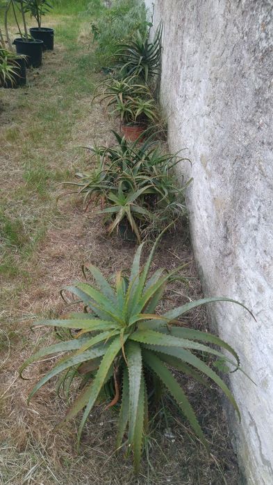 Aloés Prontas A Produzir