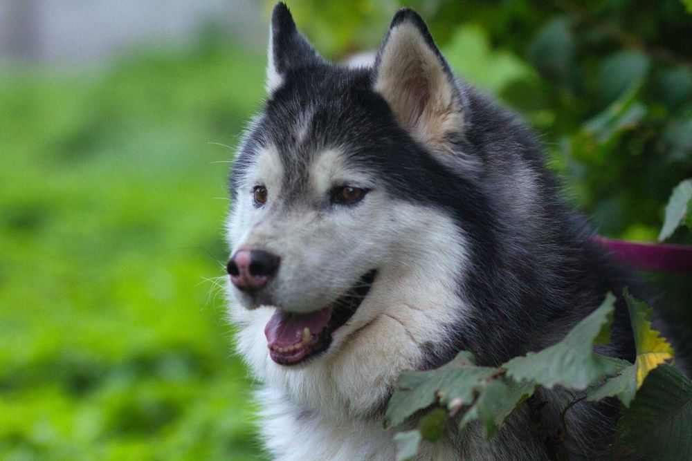 Piękny, dorosły, zrównoważony pies husky do adopcji
