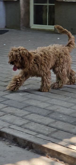 Cavapoo / chłopczyk