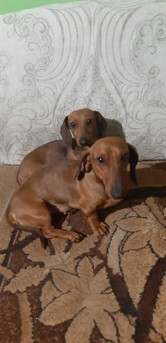 jamnik króliczy -miniatura Piesek Gucio