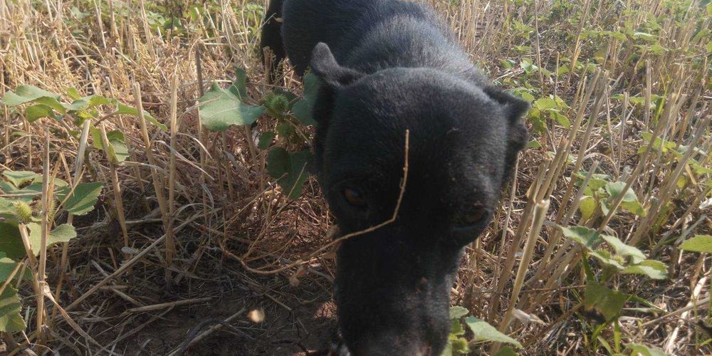 Ищем дом для собачки