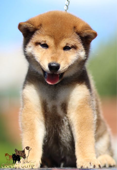 Дуже перспективний хлопчик Шиба іну Сіба іну SHIBA проф .розплідник
