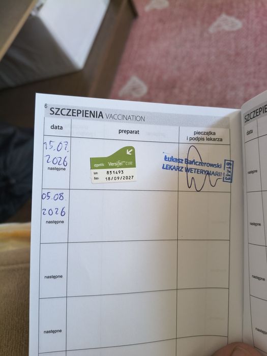 Leia - młoda kicia szuka nowego domu