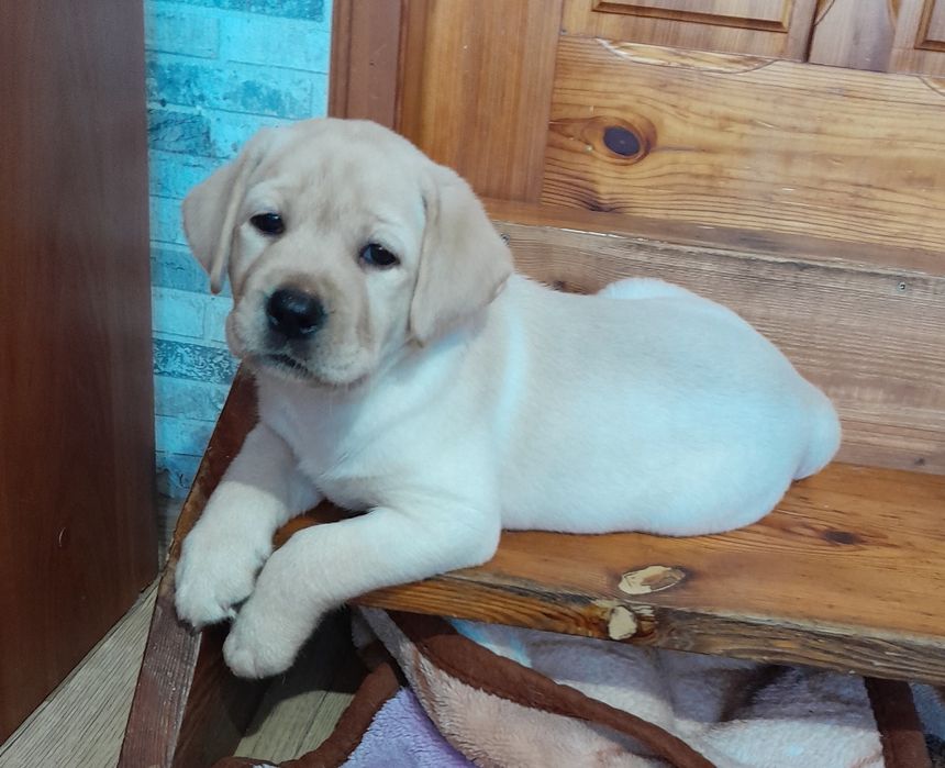 Labrador Retriever suczka ZKwP FCI