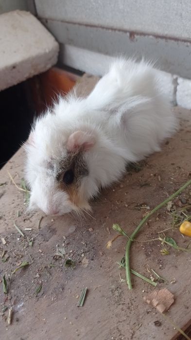 Свинки  морські і морські свини