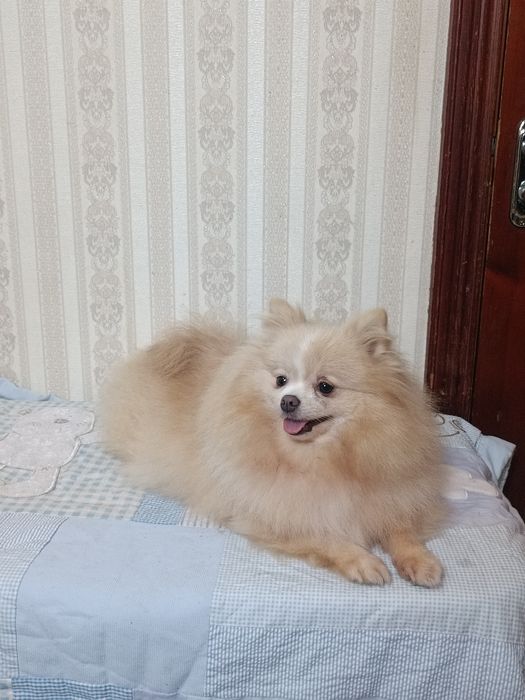 Шпиц девочка подрощенная