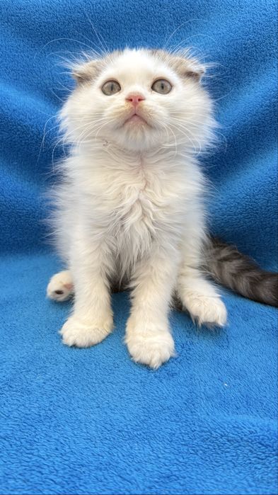 Femea scottish fold de pelo longo