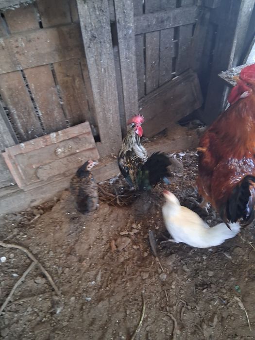 Garnizo preto malhado