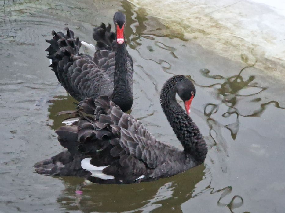 Cisnes brancos e pretos