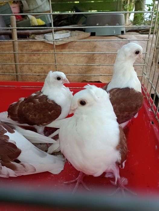 Sprzedam gołębie Mewki