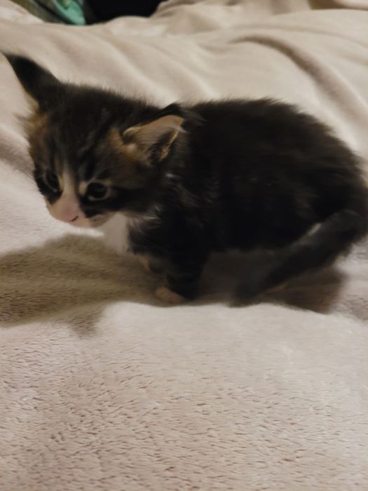 Kocięta Maine Coon FiFe