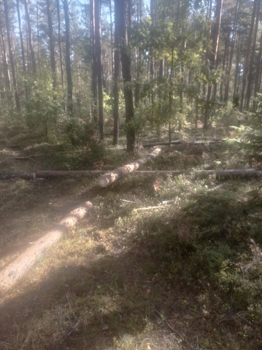 Zlecę przecinkę lasu sosnowego i sprzedam czuby pod zryembkę 4.31ha