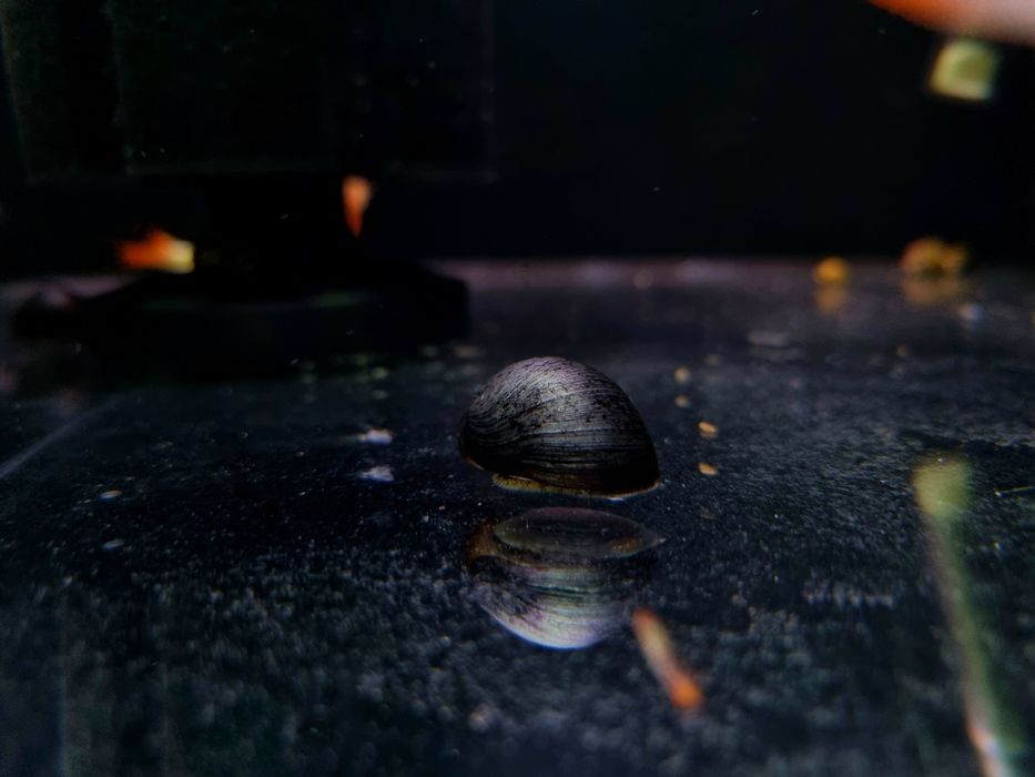 Ślimak helmet zjada glony