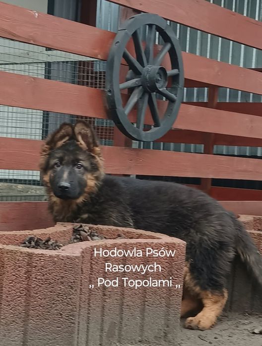 SUPER suczka/owczarek niemiecki długowłosy